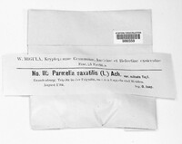 Parmelia saxatilis image